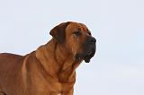 TOSA INU 284
